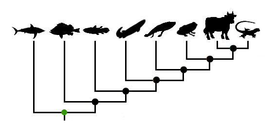 original_cladograma-peixes (1)