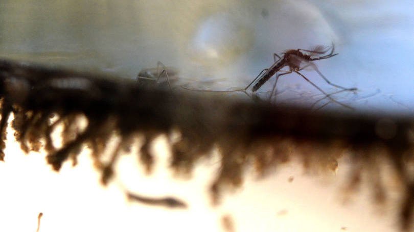 size_810_16_9_mosquito-aedes-aegypti-transmissor-da-dengue-virus-zika-e-febre-chikungunya