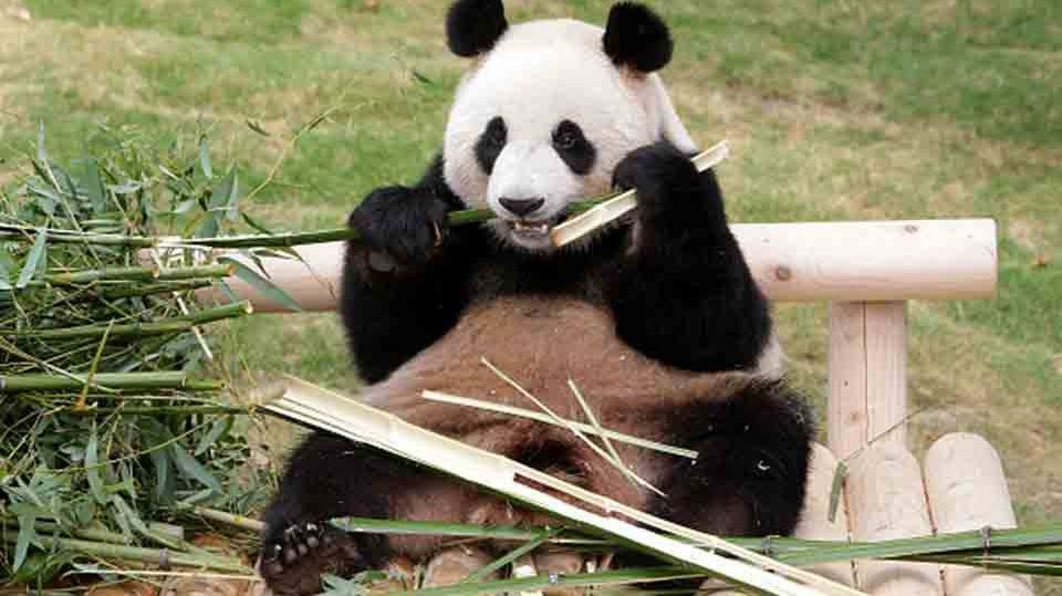 size_960_16_9_panda-bambu